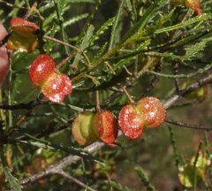 Dodonaea ptarmicaefolia
