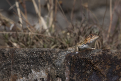 Sceloporus
