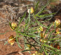 Dodonaea ptarmicaefolia