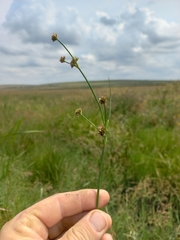 Juncus punctorius