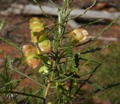 Dodonaea ptarmicaefolia