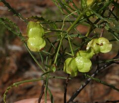 Dodonaea ptarmicaefolia