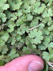 Hydrocotyle moschata moschata