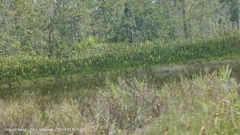 Cryptocoryne ciliata