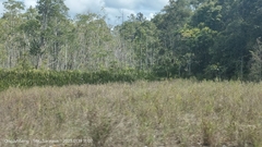 Cryptocoryne ciliata