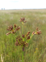 Cyperus denudatus