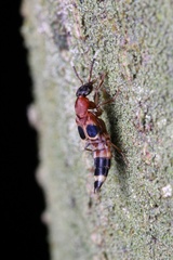 Hesperosoma