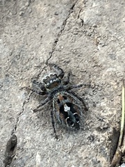 Phidippus phoenix