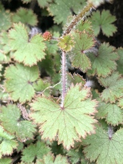 Hydrocotyle moschata moschata