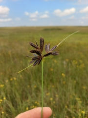 Cyperus macranthus