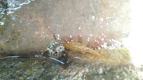 Scyllaea fulva