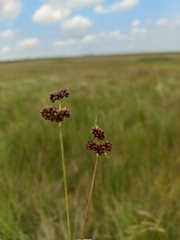 Juncus oxycarpus