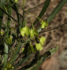 Dodonaea viscosa angustissima