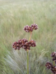 Juncus oxycarpus