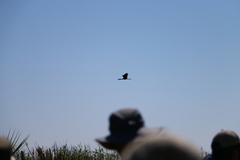 Anastomus lamelligerus