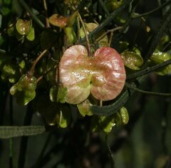 Dodonaea viscosa angustissima