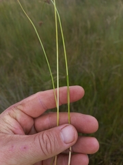 Juncus oxycarpus