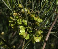 Dodonaea viscosa angustissima