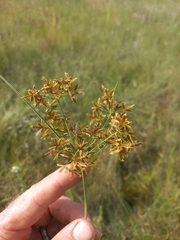 Cyperus sphaerospermus