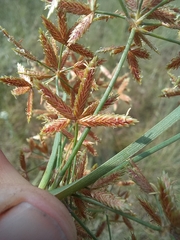 Cyperus sphaerospermus