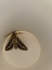 Hyles livornicoides