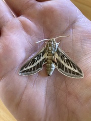Hyles livornicoides