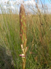 Satyrium longicauda