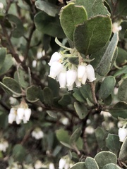 Arctostaphylos silvicola