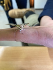 Hyles livornicoides