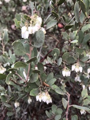 Arctostaphylos silvicola