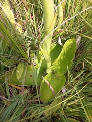 Satyrium longicauda