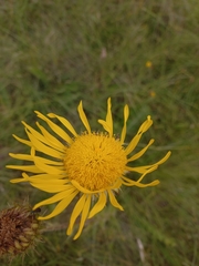 Berkheya radula