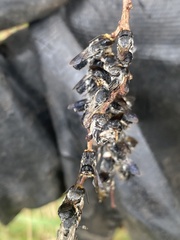 Lipotriches australica