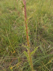 Berkheya radula