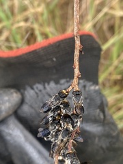 Lipotriches australica