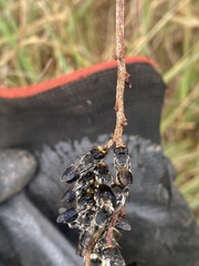 Lipotriches australica