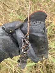 Lipotriches australica