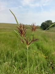 Cyperus longus longus