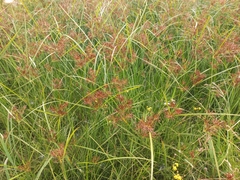 Cyperus longus longus