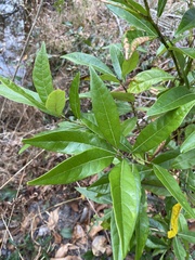 Persea borbonia