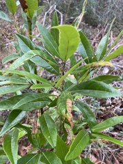 Persea borbonia