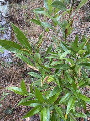 Persea borbonia