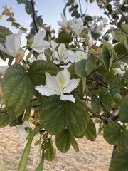 Bauhinia