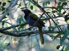 Saltator atriceps
