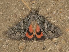 Catocala ophelia