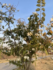 Bauhinia