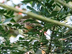 Campylorhynchus zonatus