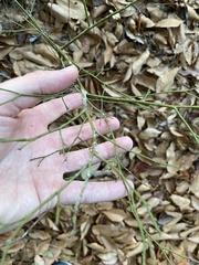 Vaccinium elliottii