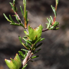 Dodonaea caespitosa