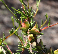 Dodonaea caespitosa